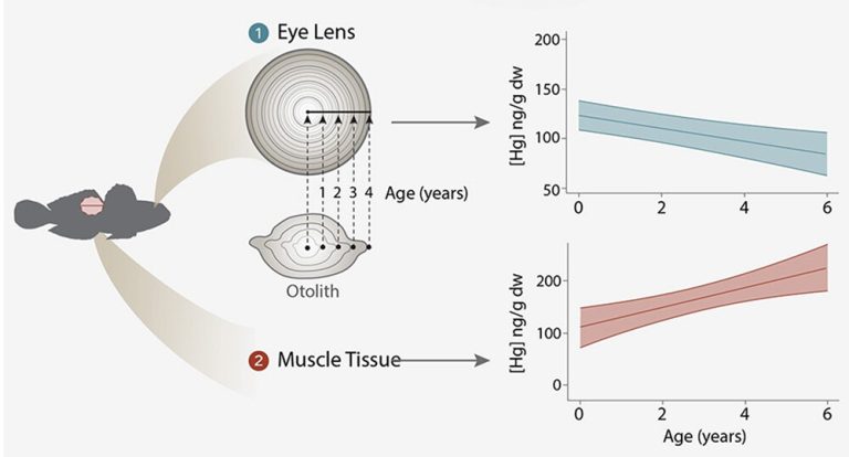 Fish eye lenses
